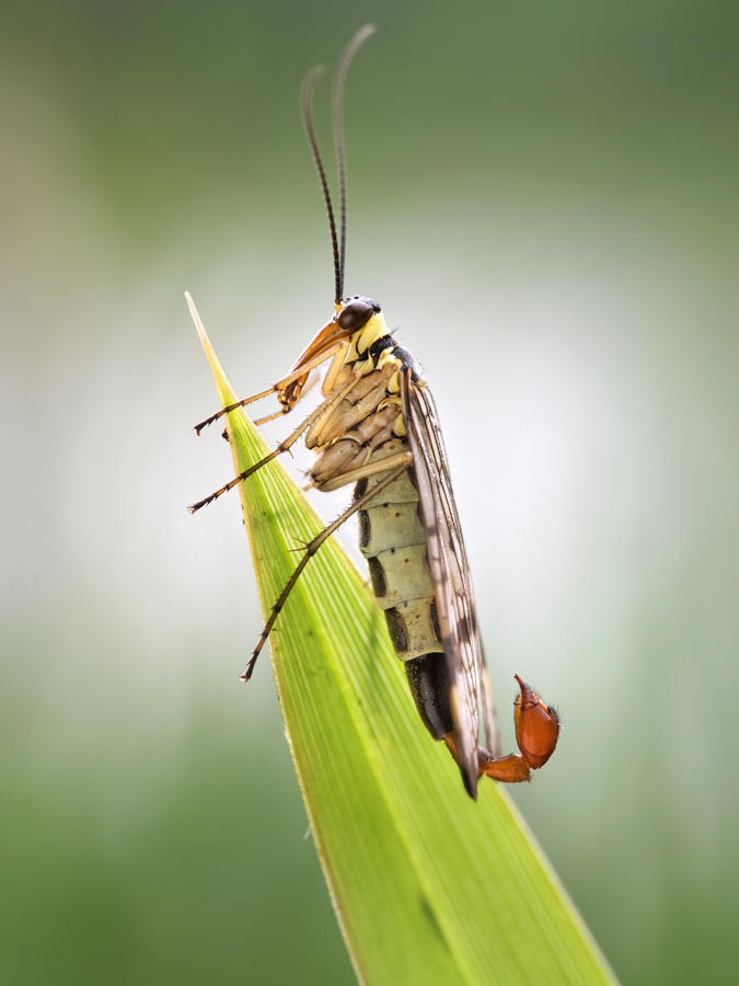 Scorpion Fly